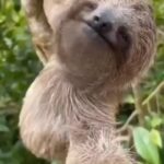 Matt McGorry Instagram - Happy Friday ☺️ ( @sloth_insta_lover )
