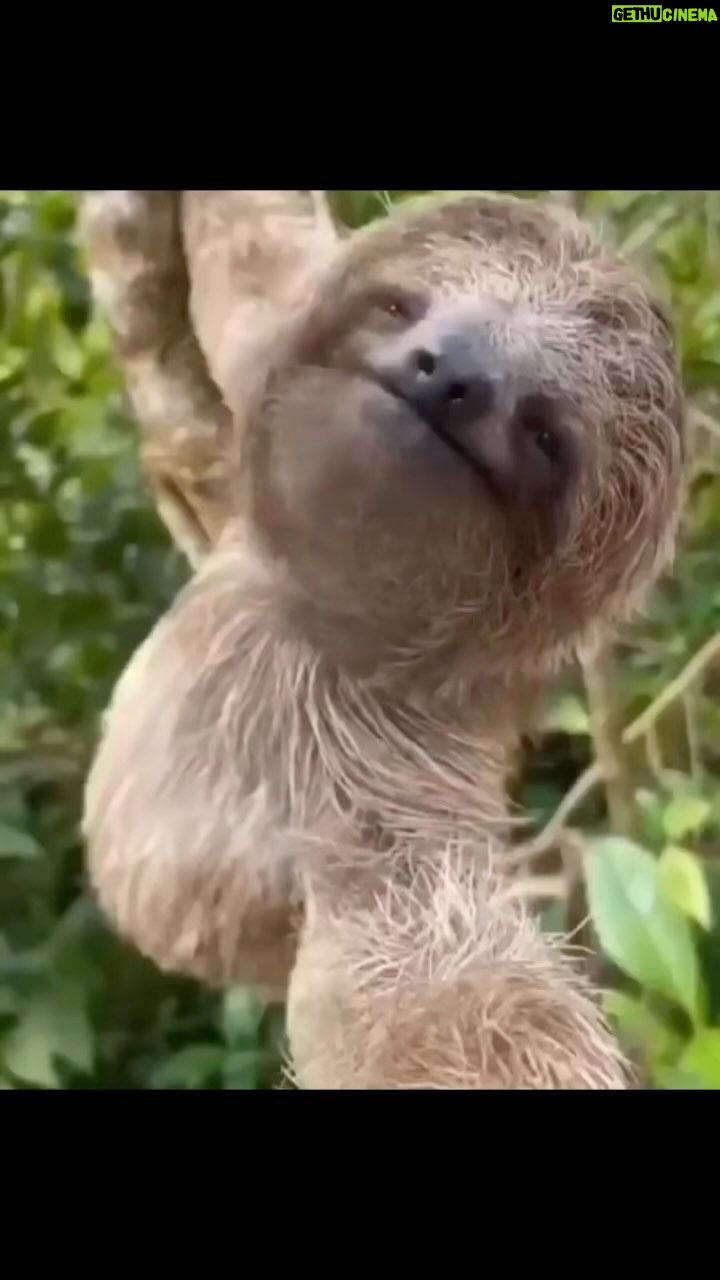 Matt McGorry Instagram - Happy Friday ☺️ ( @sloth_insta_lover )
