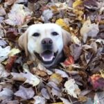 Matt McGorry Instagram – Me the second that crispy crisp air hits me skin  @dognamedstella
