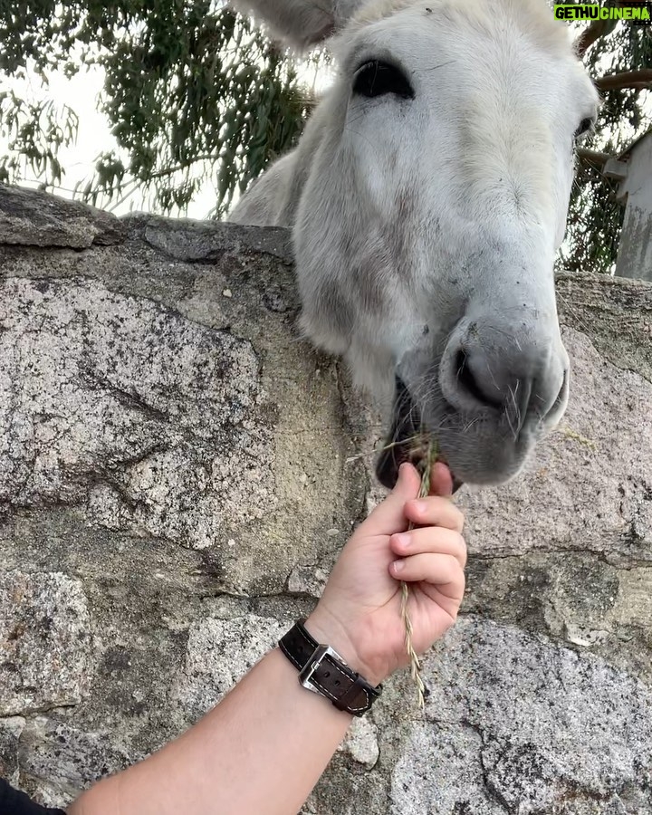 Matt McGorry Instagram - Made a new fwiend in Sintra π₯Ή And JoΓ£o was the best tour guide ever! ππΌπΊπ»ππΌπΊπ» Sintra, Portugal