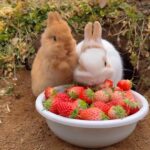 Matt McGorry Instagram – This could be us but you human. 🐰

An invitation to lean into a moment of breath and softness.

Repost @naturre