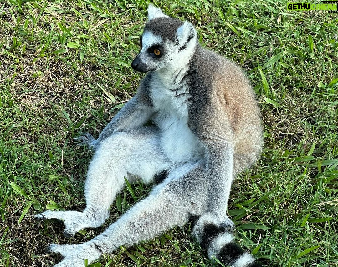 Matt Rife Instagram - HUGE thank you to @wildlifewarriorsworldwide and the #AustraliaZoo for having us! This is the most beautiful, respectful, helpful, zoo I’ve had the pleasure of visiting and they’re doing a lot of wonderful things to help animals from around the world! Not to mention it’s home of the LEGEND himself, Steve Irwin ❤️ RIP The Crocodile Hunter 🐊 Australia Zoo