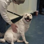Matt Rife Instagram - I had the absolute pleasure of meeting @tiggersdogres in Regina, Canada and my heart melted! They have quite the family of rescue dogs for adoption who need good homes! If you live near the area- go give these fur babies, and yourself, and better life ❤️ This is Evie and she’s a cuddle monster 🥹🐕