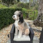 Matthew Cardona Instagram – This is a real dog. @mydoodledude