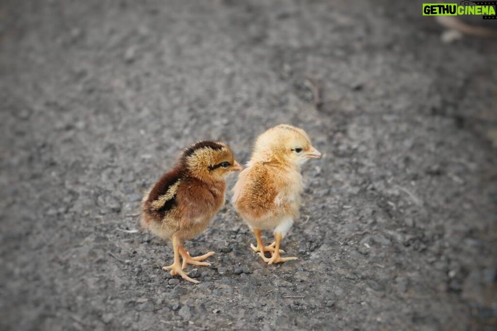 Matthew Daddario Instagram - Two chicks w/ cute butts