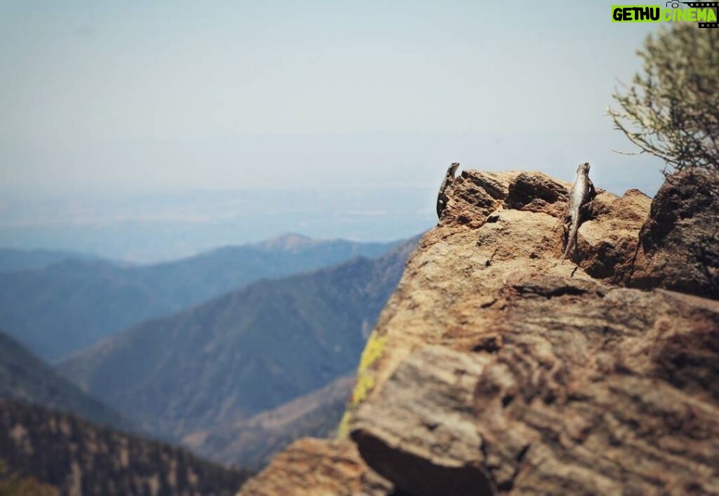Matthew Daddario Instagram - Lizards got a rock with a view