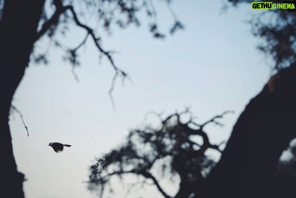Matthew Daddario Instagram - Bird