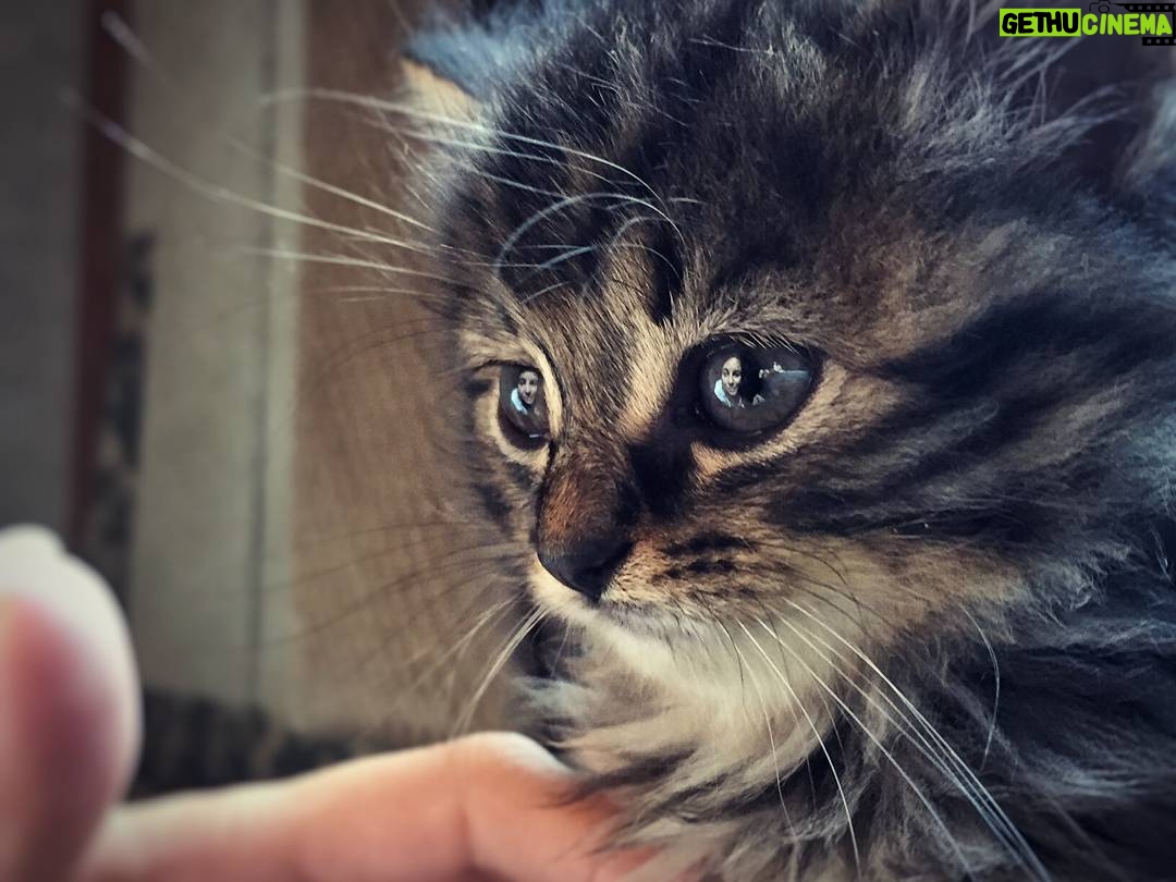 Matthew Daddario Instagram - Esther reflects on Stella. #B&EtotakephotoswithkittensorryAlberto