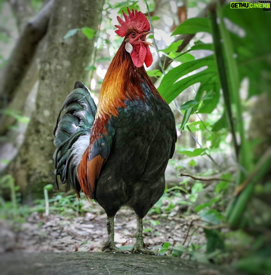 Matthew Daddario Instagram - Sing it, rooster man. @eskim0oo