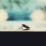 Matthew Daddario Instagram – Stink bug in the car.