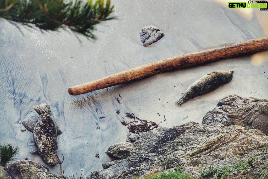 Matthew Daddario Instagram - Lazy seals doing seal stuff. Carrot tree.