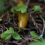 Matthew Daddario Instagram - This banana slug sliming his way in and breaking little caterpillar hearts. #misnomer #tastenothinglikebananas