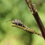 Matthew Daddario Instagram - A monarch caterpillar eating a tasty meal and just minding his own business. #alec