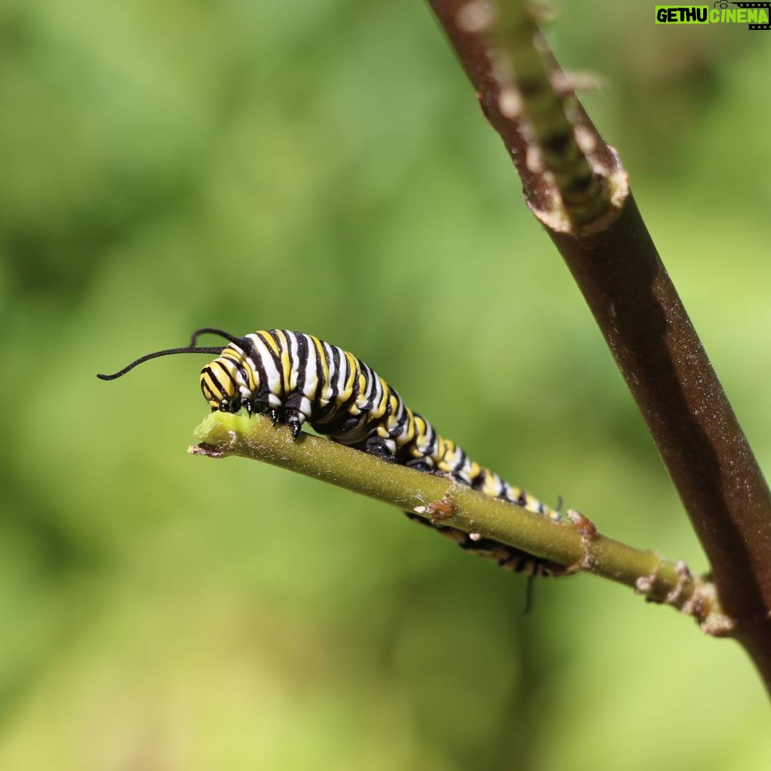 Matthew Daddario Instagram - A monarch caterpillar eating a tasty meal and just minding his own business. #alec