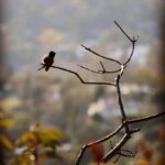 Matthew Daddario Instagram - Bushy butt hummingbird. #sorryanotheranimalphoto