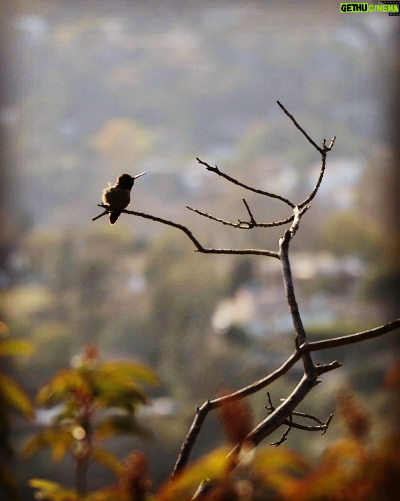 Matthew Daddario Instagram - Bushy butt hummingbird. #sorryanotheranimalphoto