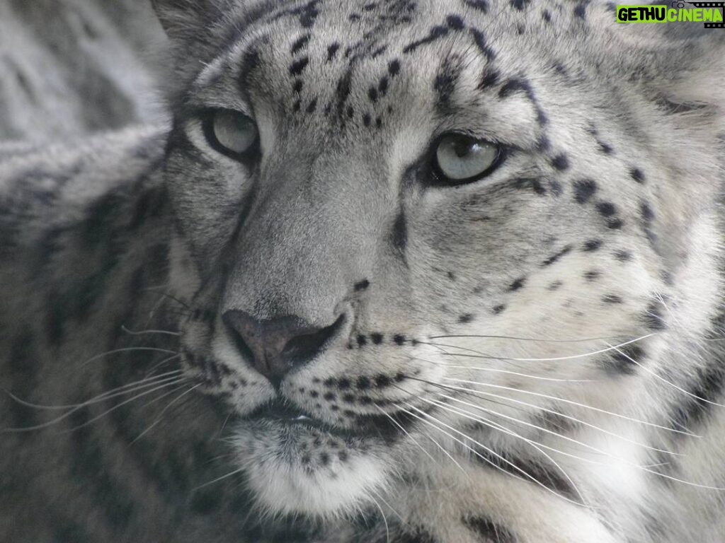 Matthew Daddario Instagram - This leopard. (Mattgeo) #tbt #centralparkzoo #honoraryshadowhunter