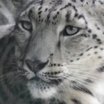 Matthew Daddario Instagram - This leopard. (Mattgeo) #tbt #centralparkzoo #honoraryshadowhunter