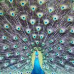 Matthew Daddario Instagram - Mattgeo peacock.