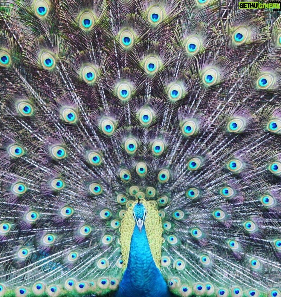 Matthew Daddario Instagram - Mattgeo peacock.