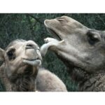 Matthew Daddario Instagram - Happy Valentines day you sexy weirdos #camelsmooch