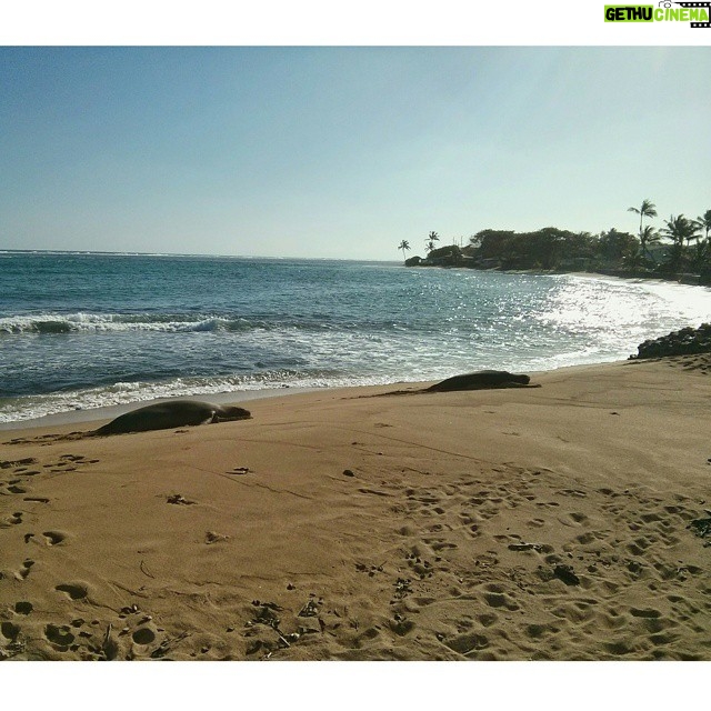 Matthew Daddario Instagram - Monk seal momma and kid laying out