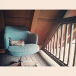 Matthew Daddario Instagram - Chicken chose an odd place to lay her eggs.