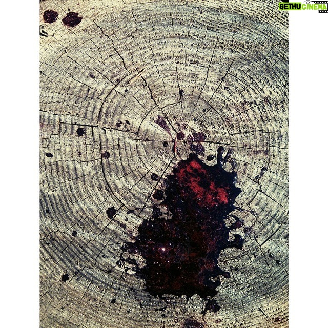 Matthew Daddario Instagram - @tsunamigrind 's (fake) blood on a stump. #cabinfever