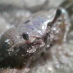 Matthew Daddario Instagram - Fiddler crab coming out of hibernation. Seemed a bit hungover.