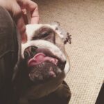 Matthew Daddario Instagram - Haha slobber slobber