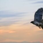 Matthew Daddario Instagram – Flap flap flap. Sharp shinned hawk.