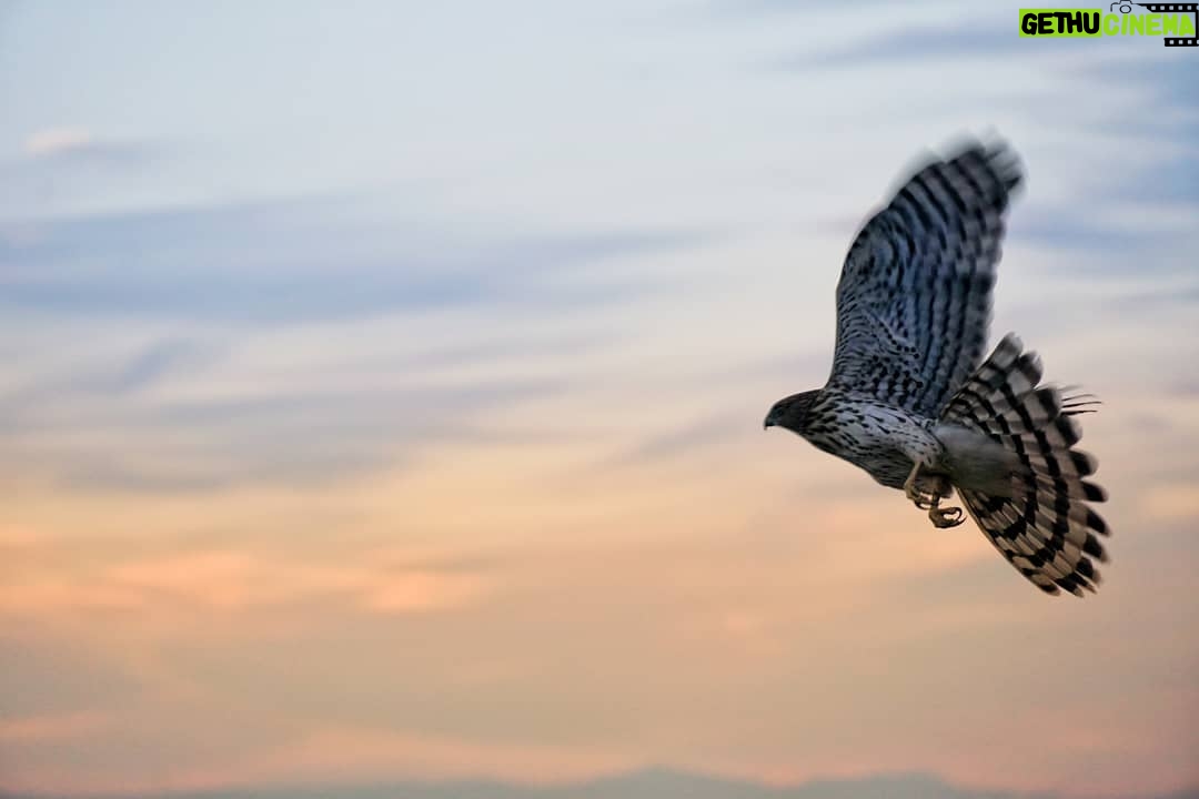 Matthew Daddario Instagram - Flap flap flap. Sharp shinned hawk.