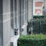 Matthew Daddario Instagram – Belgian cat.