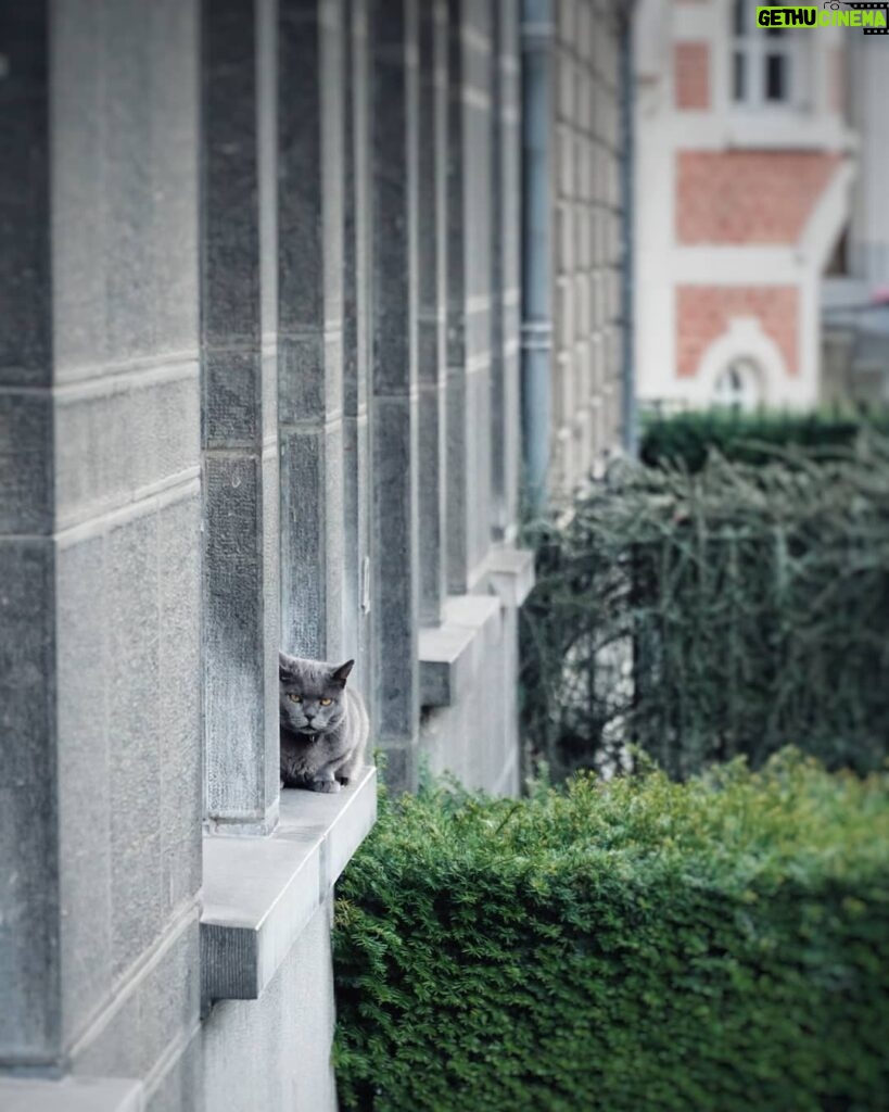 Matthew Daddario Instagram - Belgian cat.