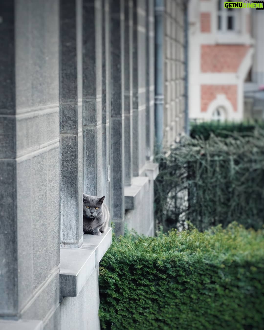 Matthew Daddario - 292.2K Likes - Belgian cat.