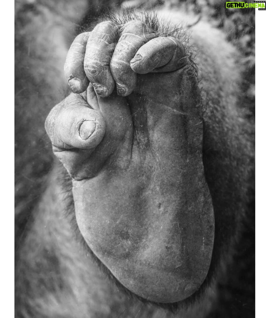 Matthew Daddario Instagram - Primate hand.