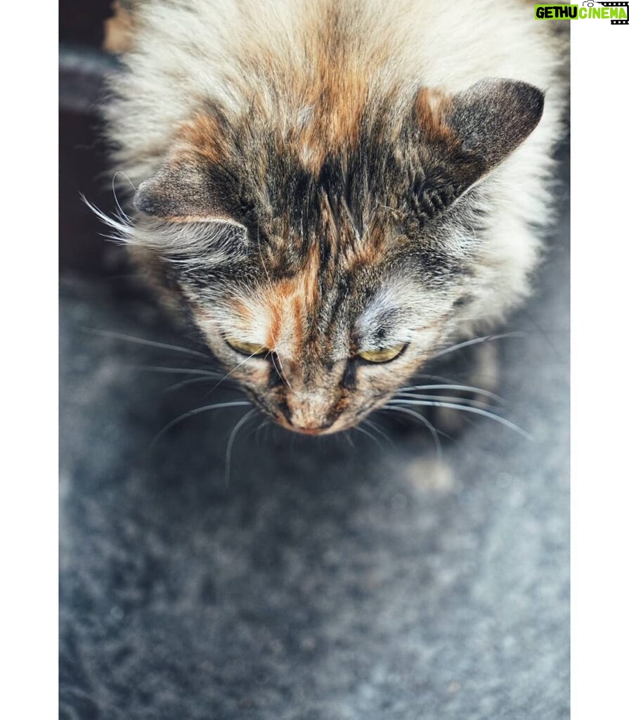 Matthew Daddario Instagram - Budapest cat.
