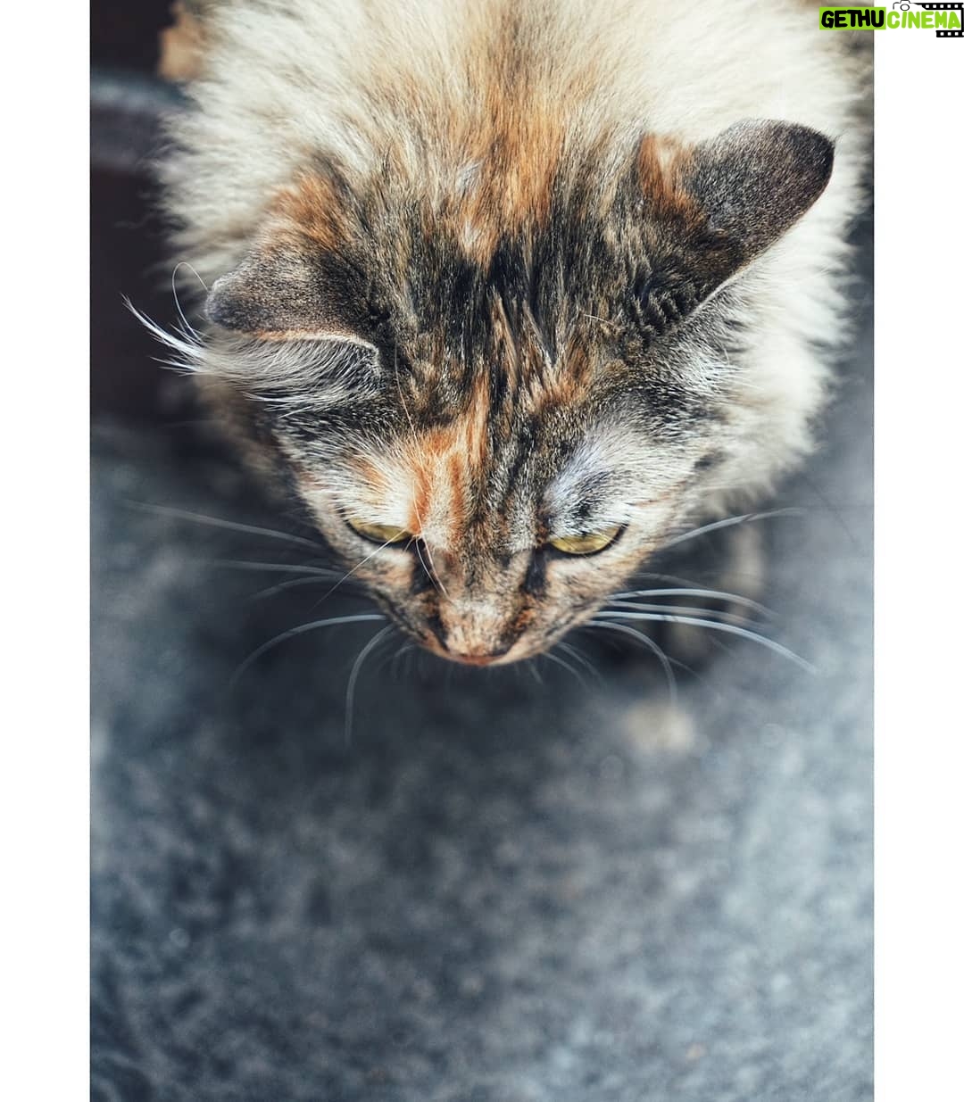 Matthew Daddario - 216.1K Likes - Budapest cat.