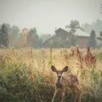 Matthew Daddario Instagram – Baby mule deer