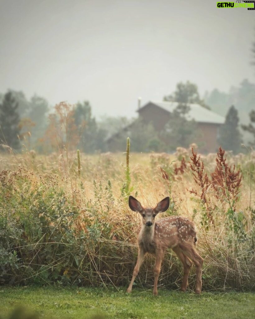 Matthew Daddario Instagram - Baby mule deer