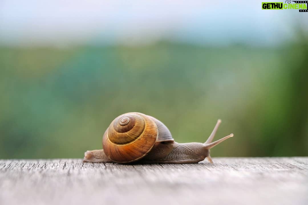 Matthew Daddario Instagram - Edit: I've been fired from my role in Chippendale Snail because I tweeted about it.
