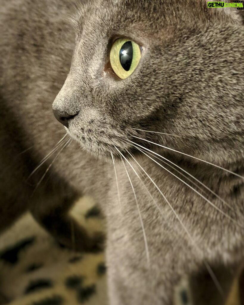 Matthew Daddario Instagram - Cat cat cat