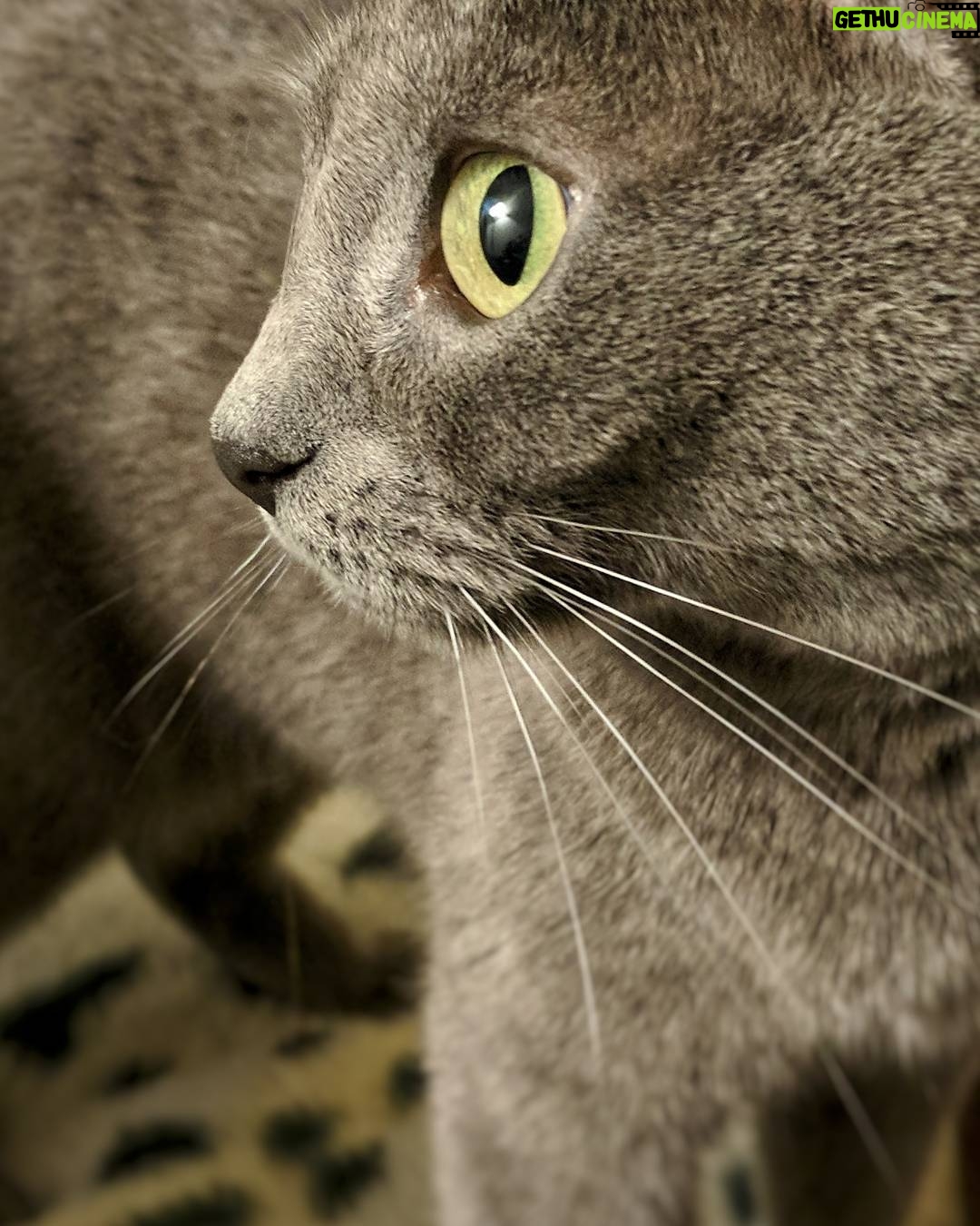 Matthew Daddario - 200.2K Likes - Cat cat cat