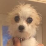 Matthew Gray Gubler Instagram - it took two strong irishmen and a crowbar to pry this bundle of fluff from my arms 💜
