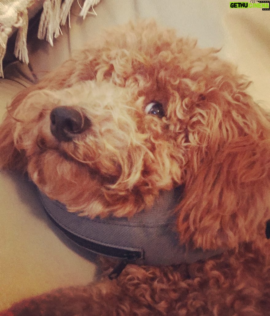 Matthew Lewis Instagram - Have you had an accident that wasn’t your fault? Call now. #onthemend #sickpup