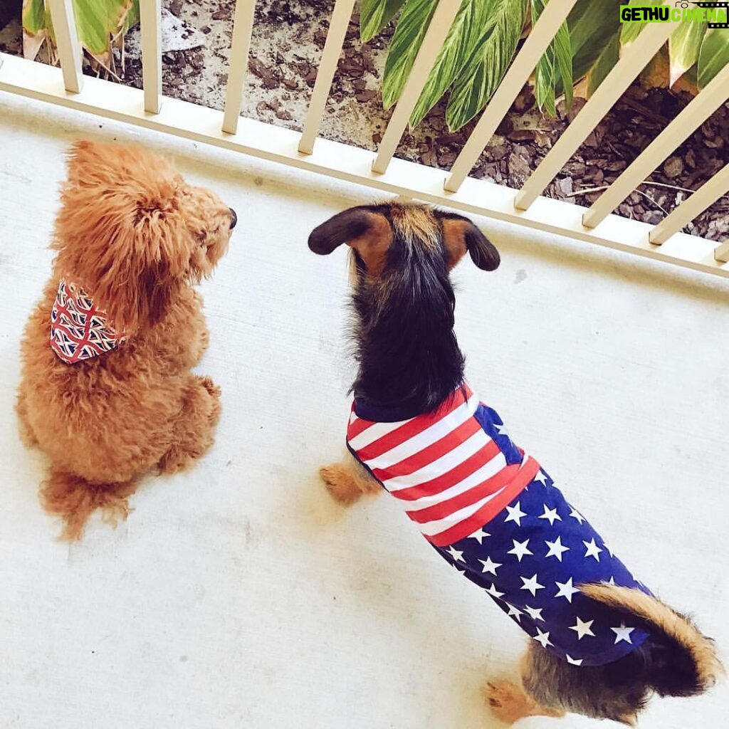 Matthew Lewis Instagram - 🇬🇧: Why don't you stop being so loud and sit down like me? 🇺🇸: Why don't you stop telling me what to do? My dogs, performing their interpretation of the Declaration of Independence. Happy 4th of July, American family, friends & followers! X