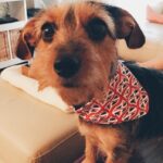 Matthew Lewis Instagram - I told her not to bite the hand that feeds. She told me to stop being a Remoaner and get over it. You win this round, dog. #Politik