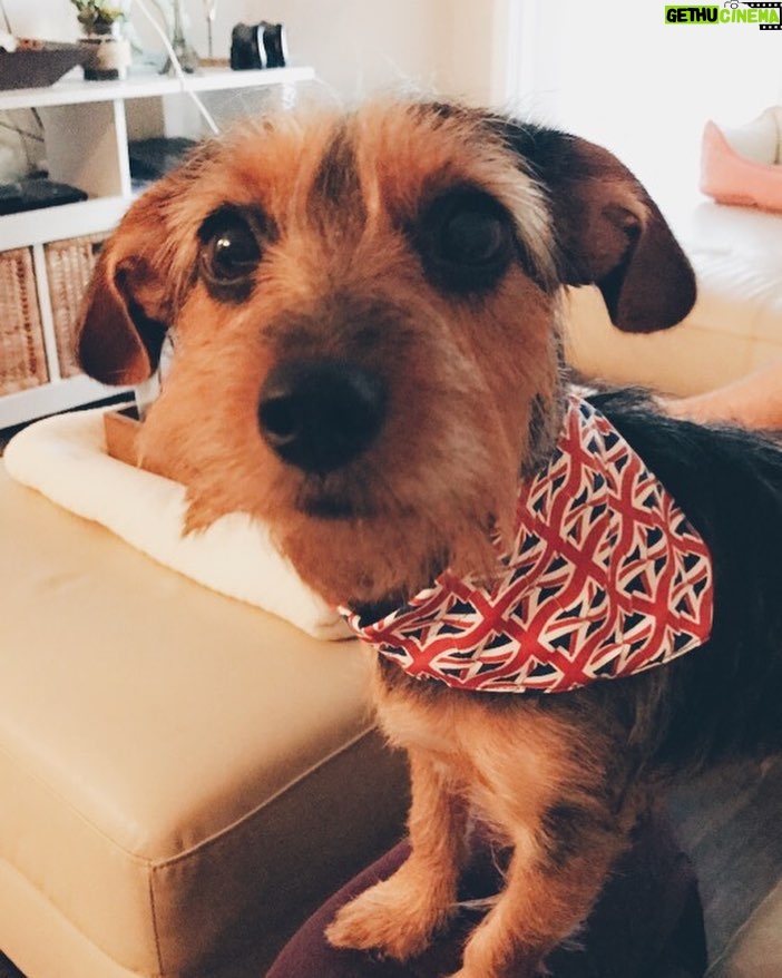 Matthew Lewis Instagram - I told her not to bite the hand that feeds. She told me to stop being a Remoaner and get over it. You win this round, dog. #Politik