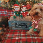 Matthew Lewis Instagram - 🐶🎄