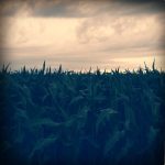 Matthew McConaughey Instagram - Interstellar corn